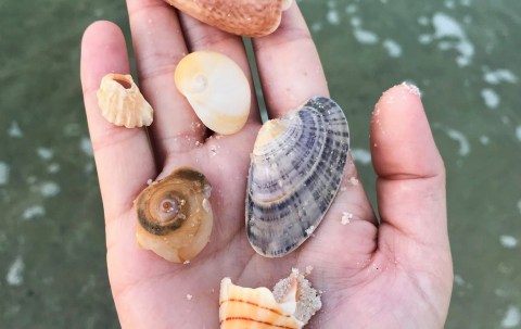 This Hidden Beach Along The Alabama Gulf Coast Is The Best Place To Find Seashells