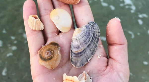 This Hidden Beach Along The Alabama Gulf Coast Is The Best Place To Find Seashells