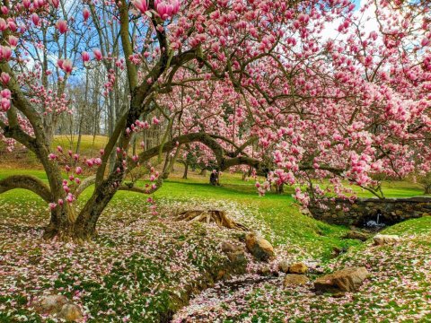 Valley Garden Park In Delaware Is The Prettiest Place You've Never Noticed