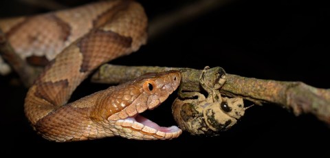 Beware Of Extra Copperheads Out Snacking On Cicadas In Kentucky This Spring