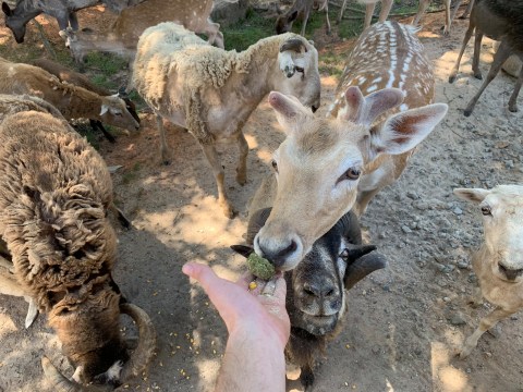 You'll Never Forget A Visit To Hollywild Animal Preserve, A One-Of-A-Kind Farm Filled With Adorable Animals In South Carolina