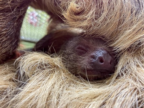 Play With Sloths And Lemurs At Branson’s Promised Land Zoo In Missouri For An Adorable Adventure