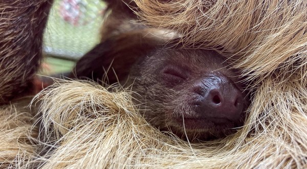 Play With Sloths And Lemurs At Branson’s Promised Land Zoo In Missouri For An Adorable Adventure