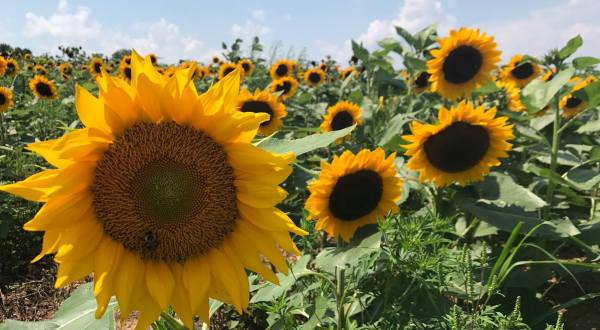 Visiting Pennsylvania’s Upcoming Sunflower Festival In New Park Is A Great Summer Activity