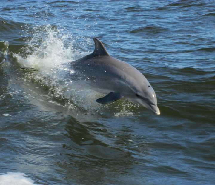 dolphin cruise ship island
