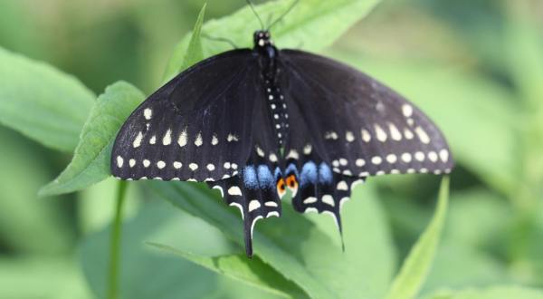 Ladew Topiary Gardens In Maryland Is Home To A Beautiful Butterfly House