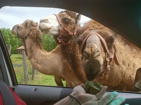 You'll Never Forget A Visit To Pettit Creek Farms, A One-Of-A-Kind Farm Filled With Camels In Georgia