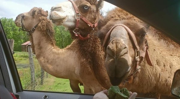 You’ll Never Forget A Visit To Pettit Creek Farms, A One-Of-A-Kind Farm Filled With Camels In Georgia