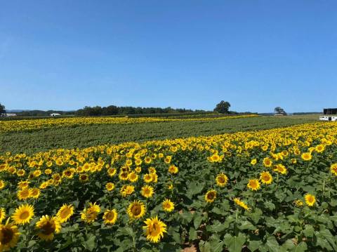 Visiting Virginia's Upcoming Sunflower Festival In Beaver Dam Is A Great Summer Activity