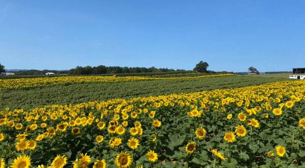 Visiting Virginia’s Upcoming Sunflower Festival In Beaver Dam Is A Great Summer Activity