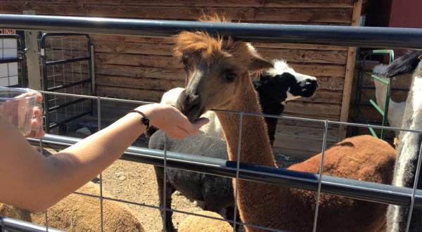 SunCrest Orchard Alpaca Farm In Colorado Makes For A Fun Family Day Trip