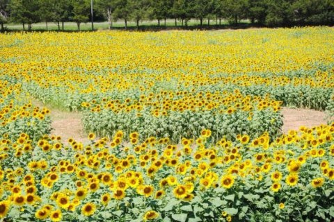 There’s A Giant Sunflower Maze In Virginia That’s Just As Magnificent As It Sounds