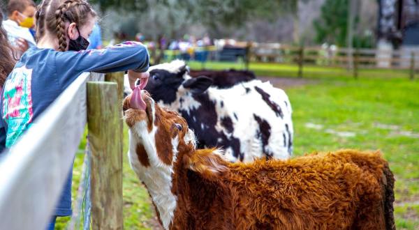 At Over 200-Acres, Spend An Afternoon Visiting With Goats, Pigs, & Cows At Critter Creek Farm Sanctuary In Florida