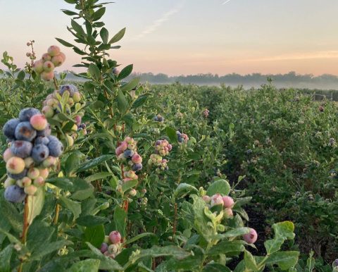Blueberry Season Is Officially Upon Us In Florida - Here Are 7 Farms To Pick Your Own