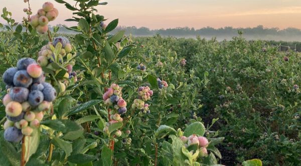 Blueberry Season Is Officially Upon Us In Florida – Here Are 7 Farms To Pick Your Own