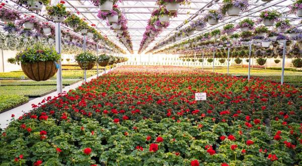 You’ll Find More Than 80,000 Chrysanthemums Inside The Massive, 5-Acre Amherst Greenhouse In Ohio