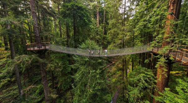 Walk 100 Feet Above The Forest Floor At The Epic Redwood Sky Walk In Northern California