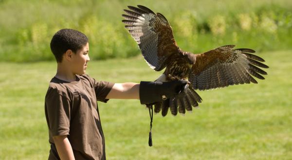 Allow Birds Of Prey To Land On Your Hand At The Falconry Experience In Pennsylvania