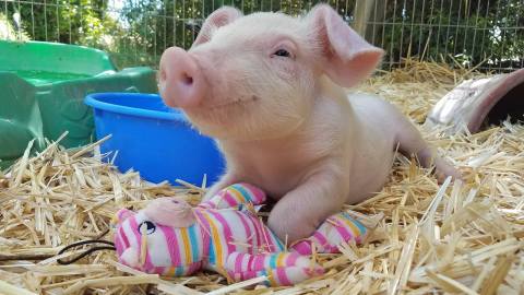 Cuddle The Most Adorable Rescued Farm Animals At Aimee's Farm Animal Sanctuary In Arizona