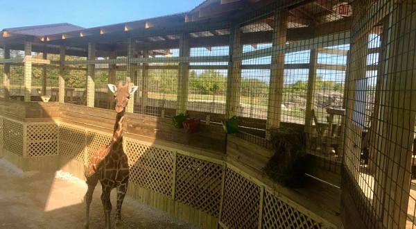 Both A Water Park And An Exotic Animal Safari, Ohio’s Watering Hole At Monsoon Lagoon Is An Underrated Day Trip Destination