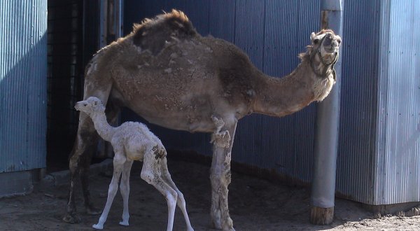 You’ll Never Forget A Visit To Hedrick’s, A One-Of-A-Kind Farm Filled With Exotic Animals In Kansas