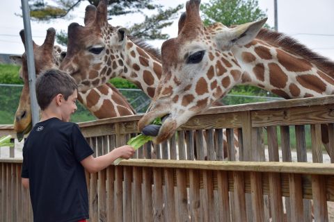 You Can Enjoy Breakfast With Giraffes At This Pennsylvania Zoo