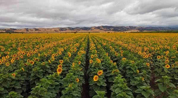 Visit A Sunflower Field And Enjoy A Wine Tasting At Turkovich Family Wines In Northern California