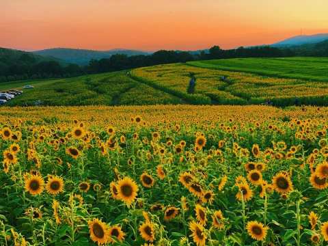 Most People Don't Know About This Magical Sunflower Field Hiding In Pennsylvania