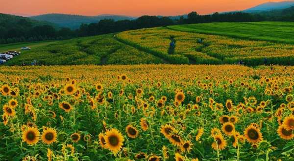 Most People Don’t Know About This Magical Sunflower Field Hiding In Pennsylvania