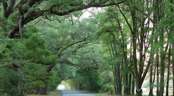 Hop In Your Car And Take The Historic Effingham-Ebenezer Scenic Byway For An Incredible 60-Mile Scenic Drive In Georgia