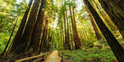 The Oldest State Park In California, Big Basin Redwoods, Should Be On Every Northern Californian's Bucket List