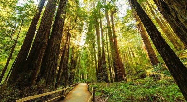 The Oldest State Park In California, Big Basin Redwoods, Should Be On Every Northern Californian’s Bucket List