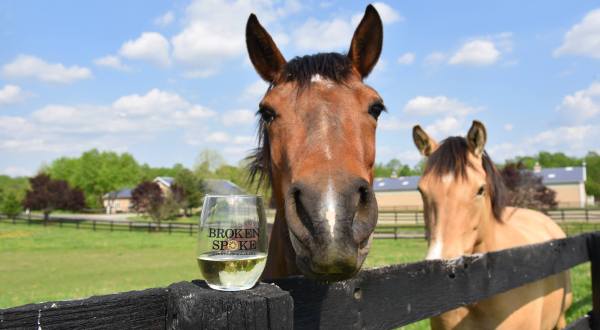 You Can Drink Wine With Farm Animals At Broken Spoke Winery In Maryland