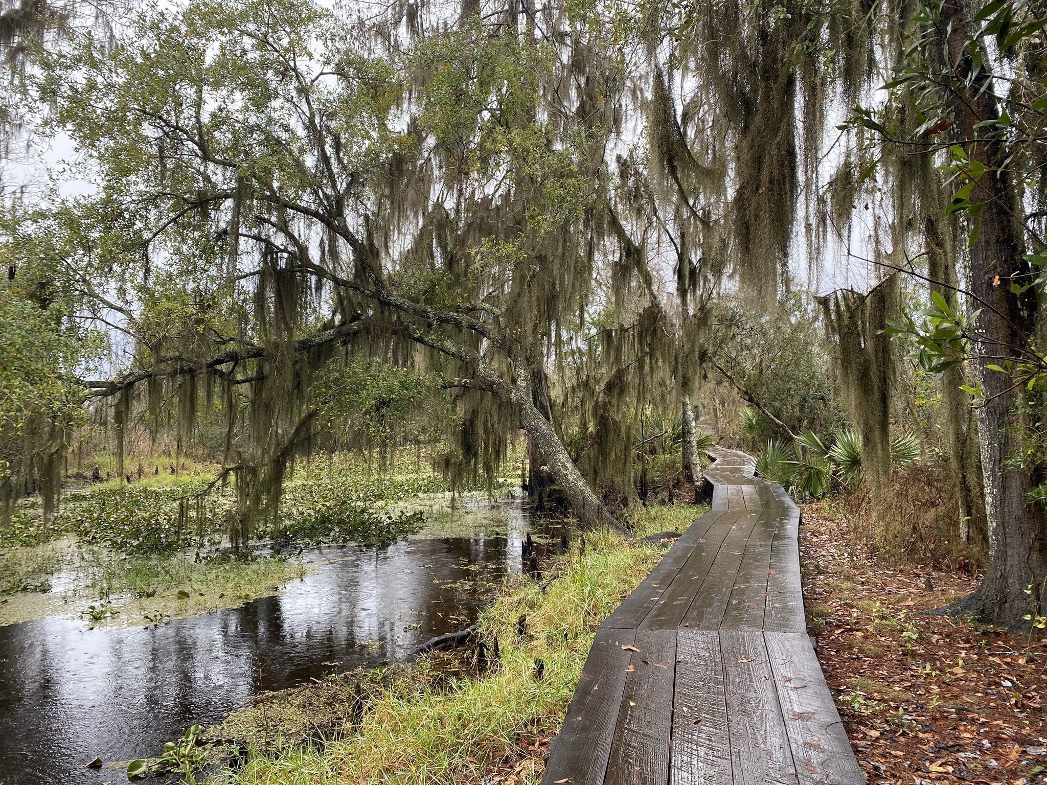 6 Incredible Natural Wonders In Louisiana That You Can Witness For Free