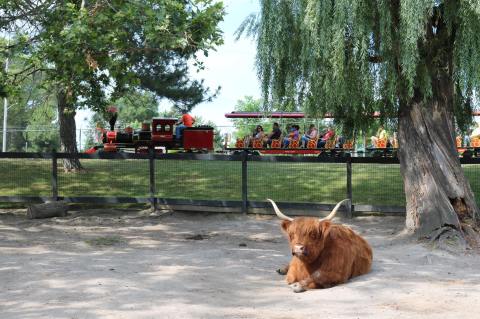 The Saginaw Children's Zoo In Michigan Is Home To A Mini Train Ride, A Carousel, And Animals Galore