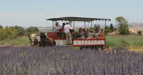 Wander Through 20 Acres Of Fragrant Lavender Fields At This Lavender Festival In Southern California