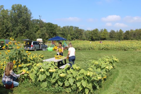 The Festive Sunflower Farm Close To Detroit Where You Can Cut Your Own Flowers