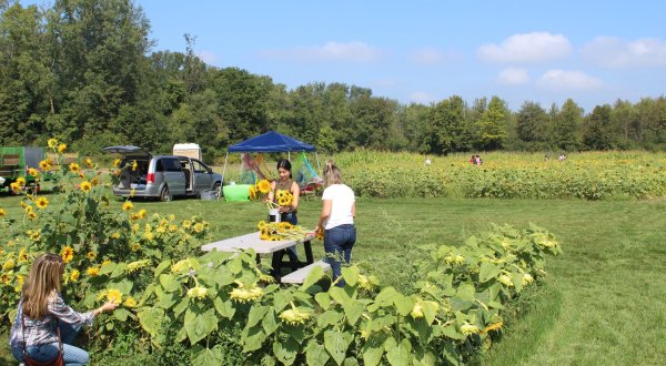 The Festive Sunflower Farm Close To Detroit Where You Can Cut Your Own Flowers