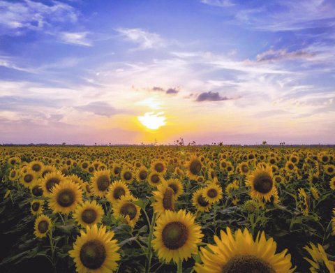 See Thousands Of Sunflowers In Bloom Along The Sunflower Trail In Louisiana