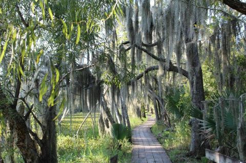 The Gorgeous 2-Mile Hike Near New Orleans In The Swamps That Will Lead You Past A Marsh Overlook