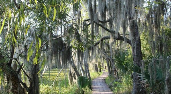 The Gorgeous 2-Mile Hike Near New Orleans In The Swamps That Will Lead You Past A Marsh Overlook