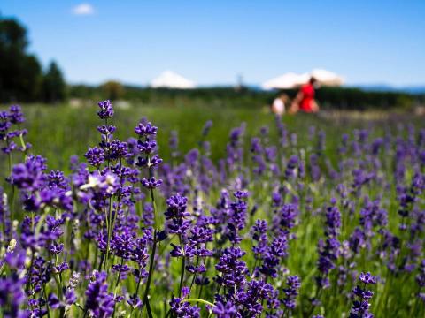 Enjoy Stunning Views Of Mount Hood While You Visit This Lavender U-Pick Farm In Oregon