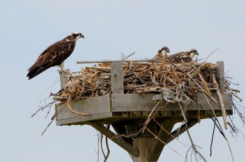Spring Is The Best Time To See Eagles And Ospreys In Delaware's Wilderness Areas