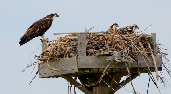 Spring Is The Best Time To See Eagles And Ospreys In Delaware’s Wilderness Areas