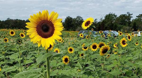 Visit Coastal Ridge Farm, A 15-Acre U-Pick Sunflower Farm In Mississippi