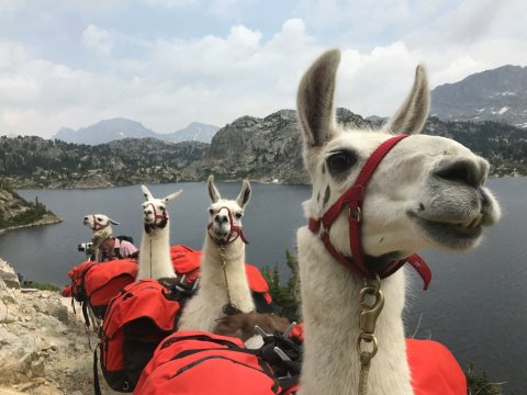 Embark On A Once-In-A-Lifetime Trip When You Hike With Llamas Through Wyoming Wilderness