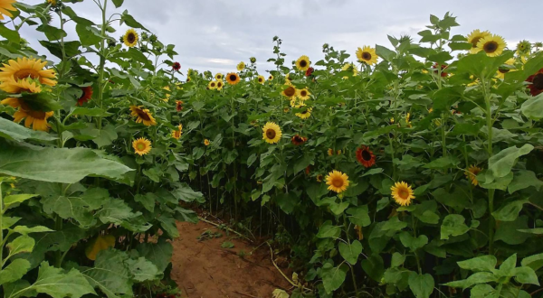 There’s A Sunflower Maze In Maryland That’s Just As Magnificent As It Sounds