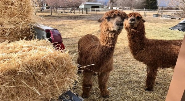 Cuddle The Most Adorable Rescued Farm Animals For Free At Safe Haven Llama and Alpaca Sanctuary In Montana