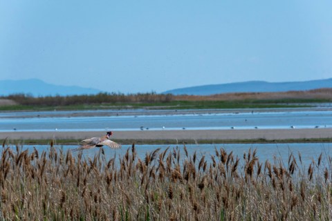 The Unique, Out-Of-The-Way Bird Refuge Natural Attraction In Utah That's Always Worth A Visit
