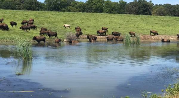 Take An Offroad Adventure To Visit A Giant Herd of Iowa Bison